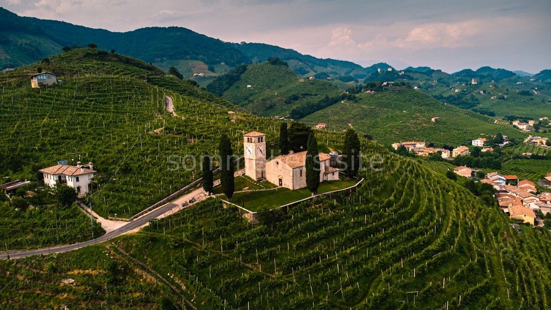 Estate Vineyard