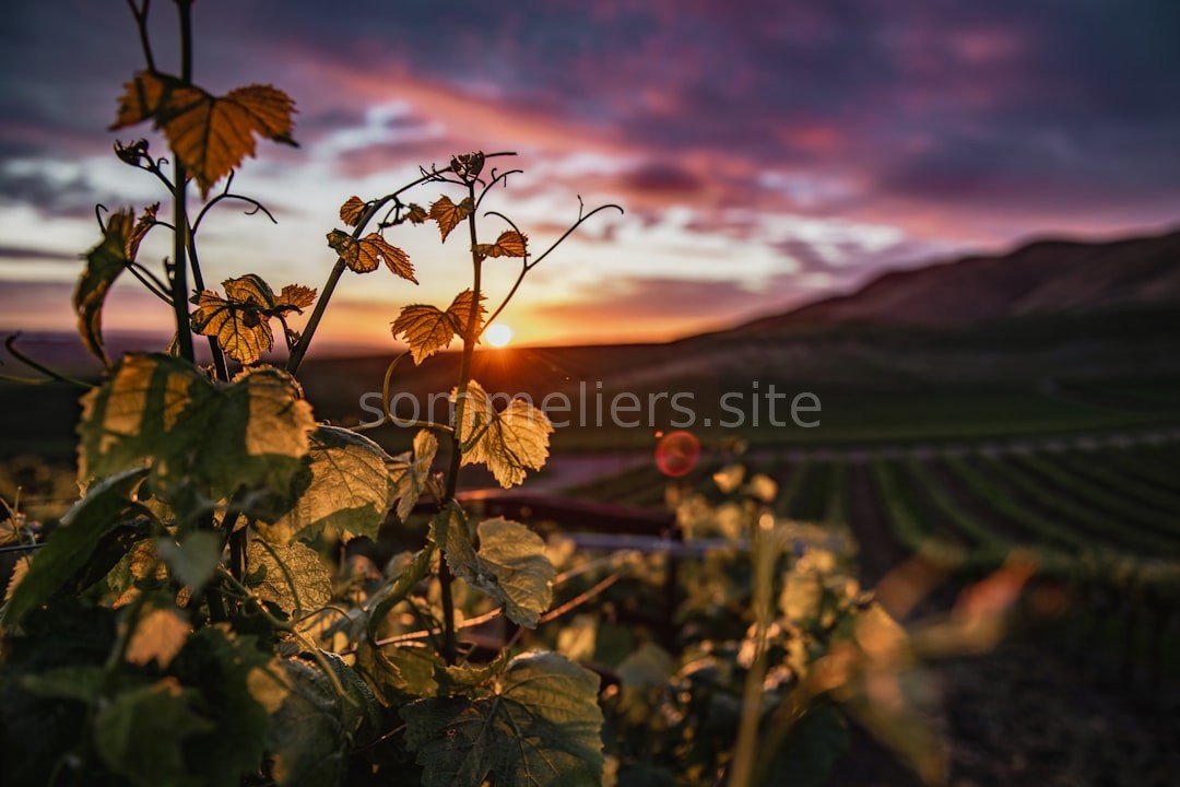 Winery Landscape