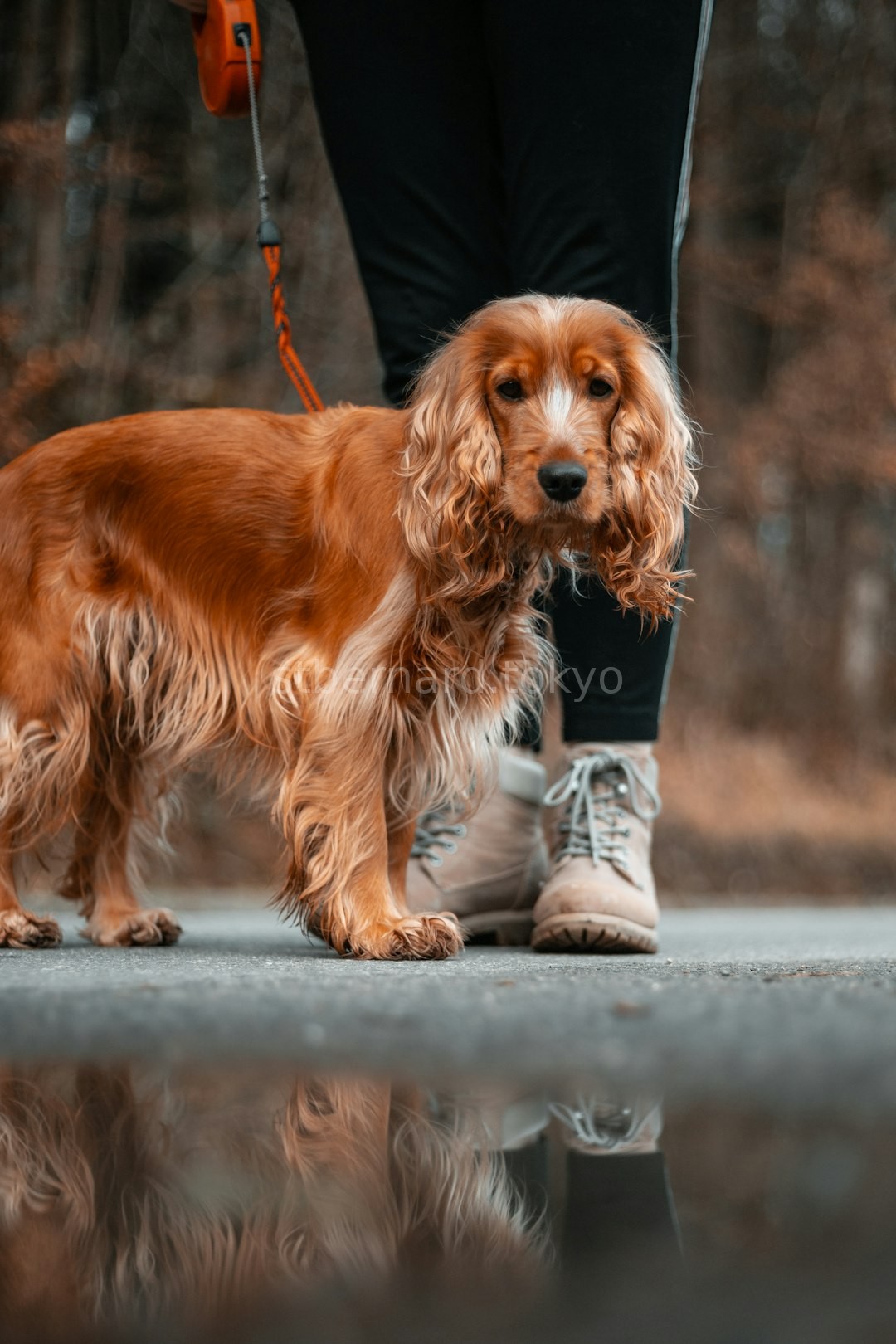 Puppy walk