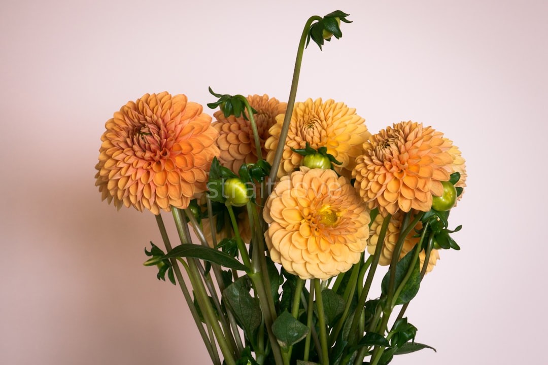 Floral Detail