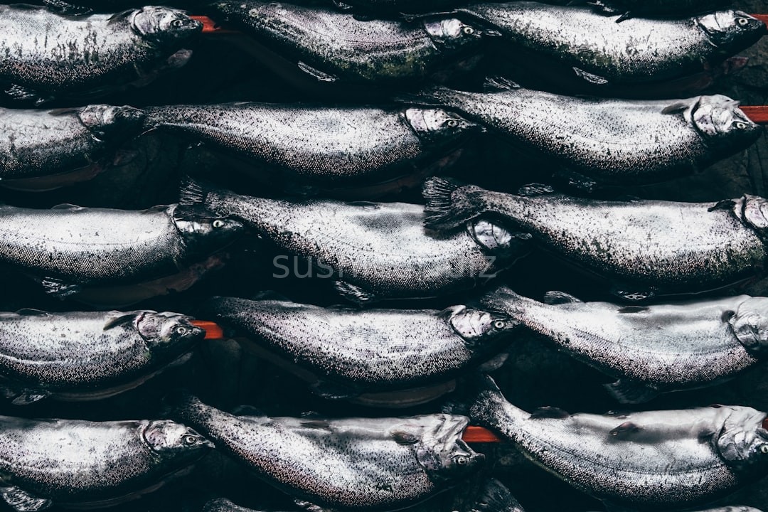 Reel 4