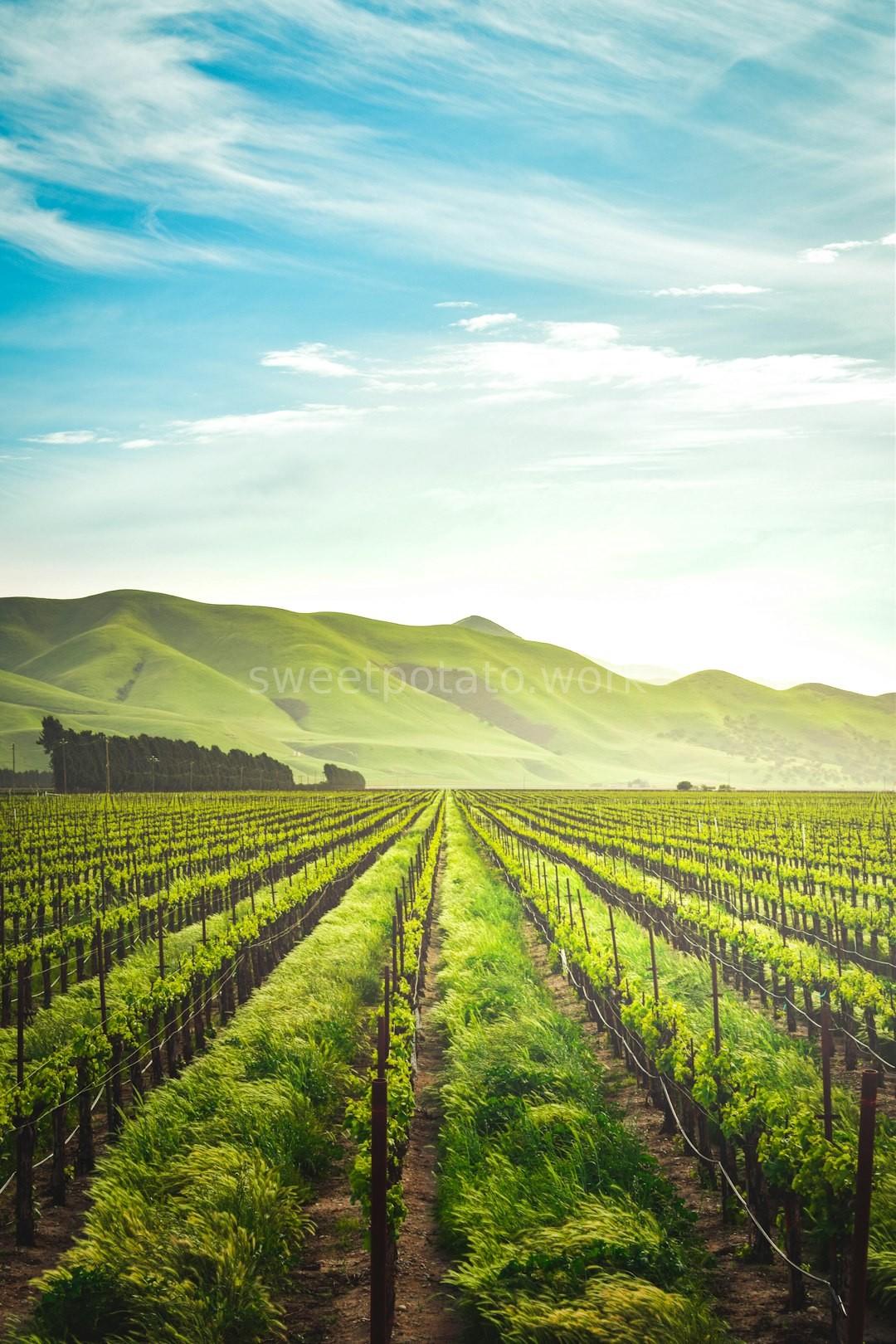 Farm Landscape