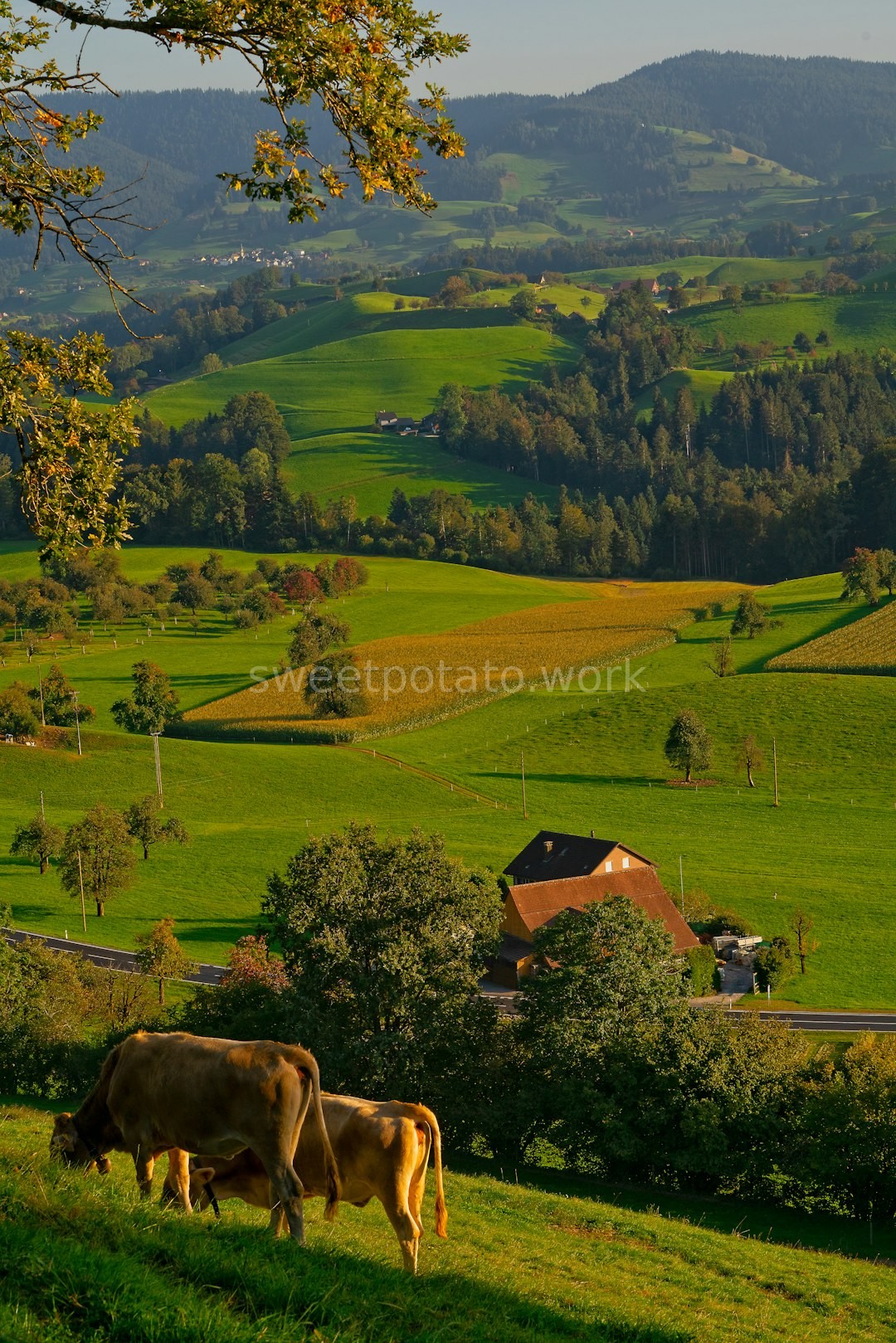 Farm Reel 2