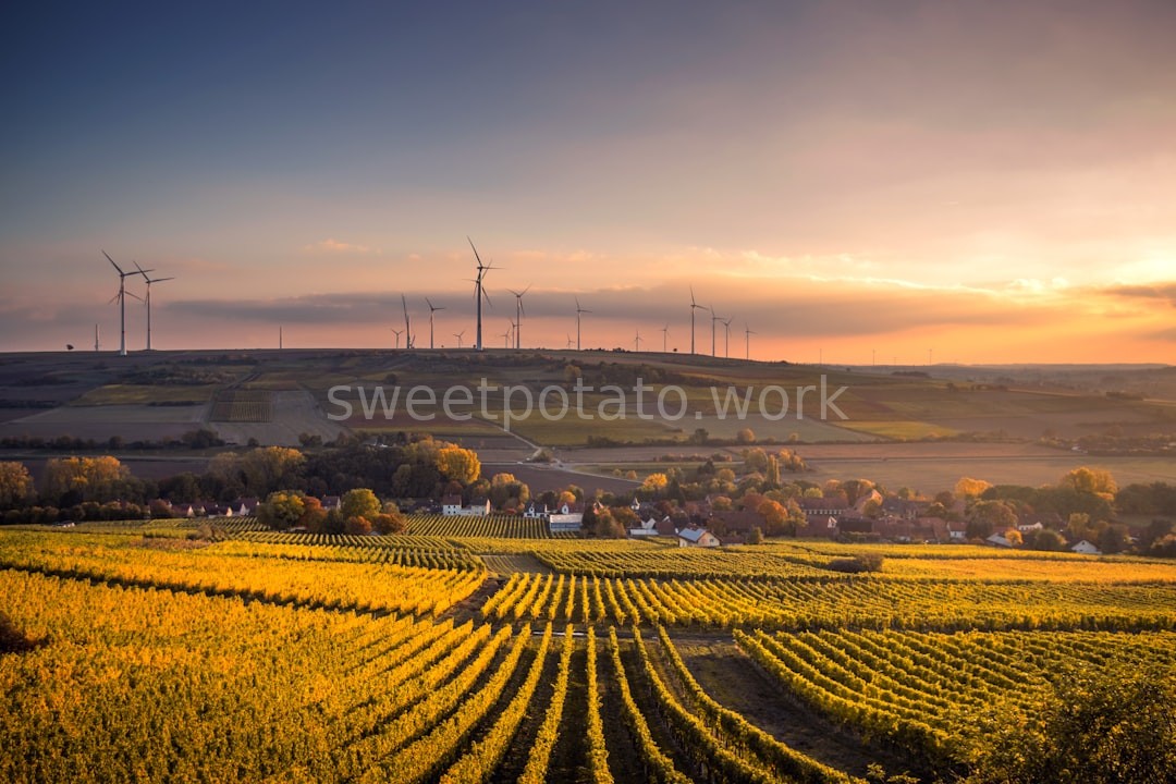 Organic Harvest