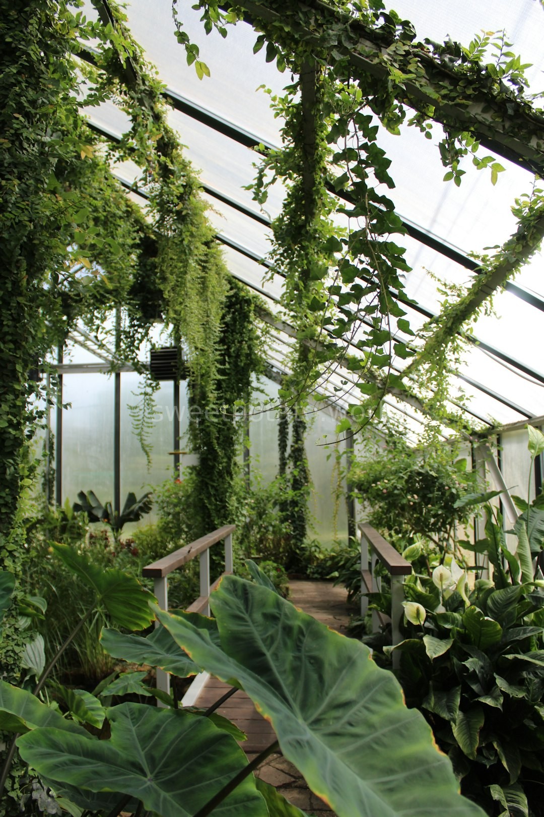 Lush Greenhouse Interior