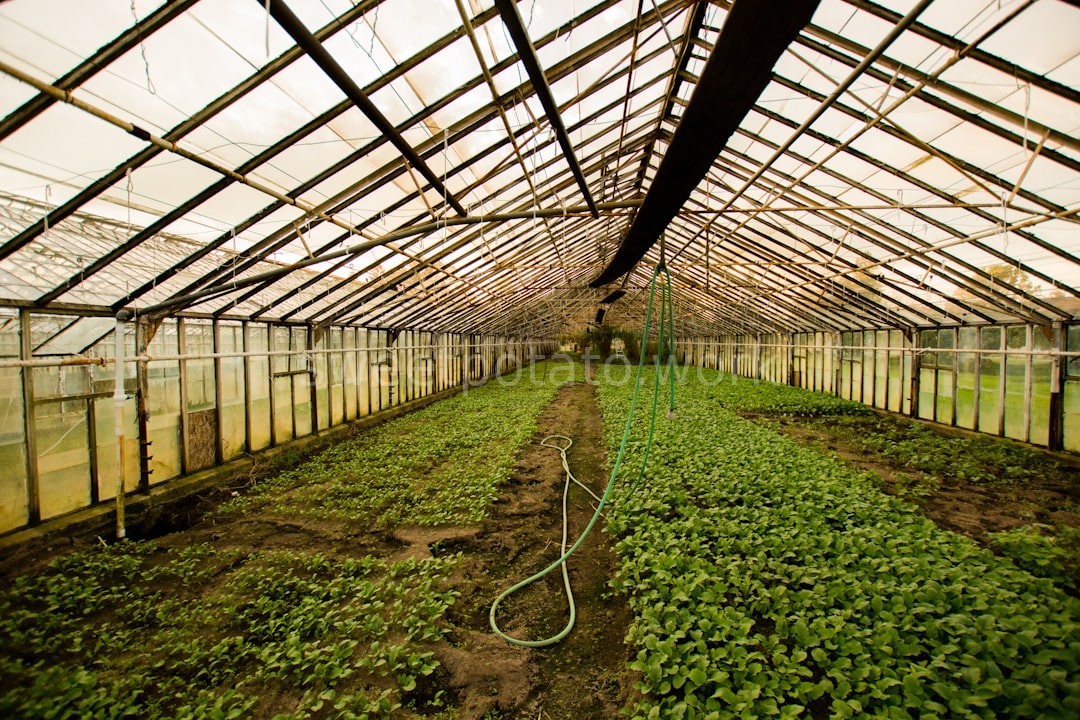 Seedlings