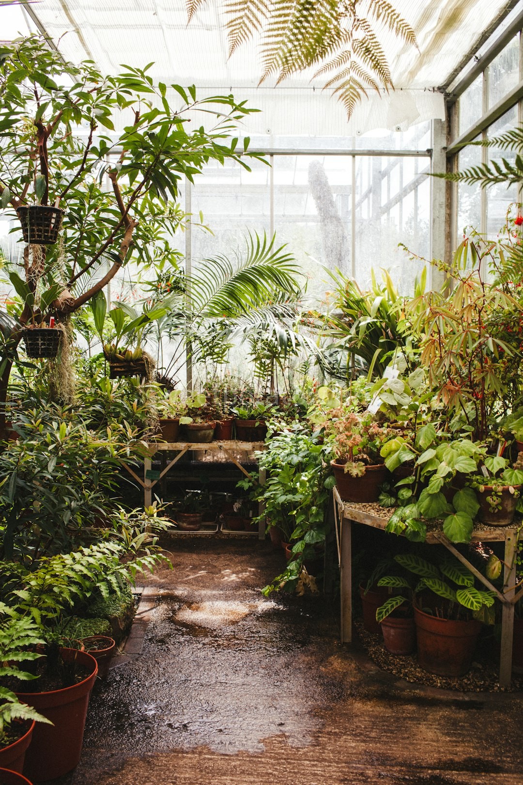 Seedlings