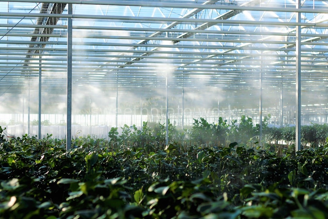 Greenhouse Interior