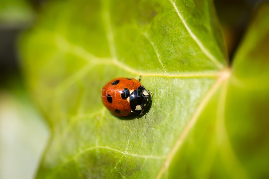 Eco Friendly Pest Control
