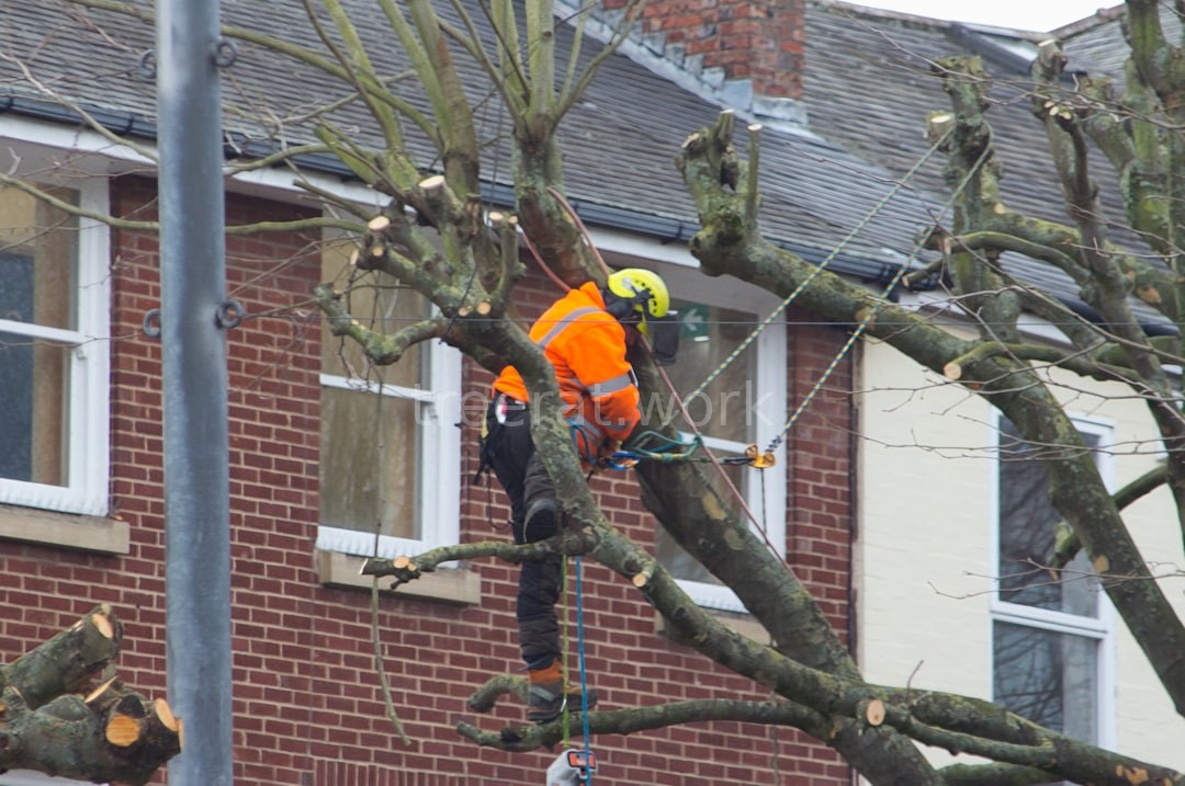 Arborist working