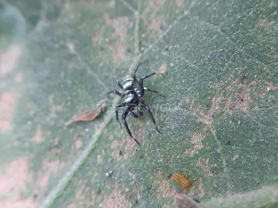 Insect Control