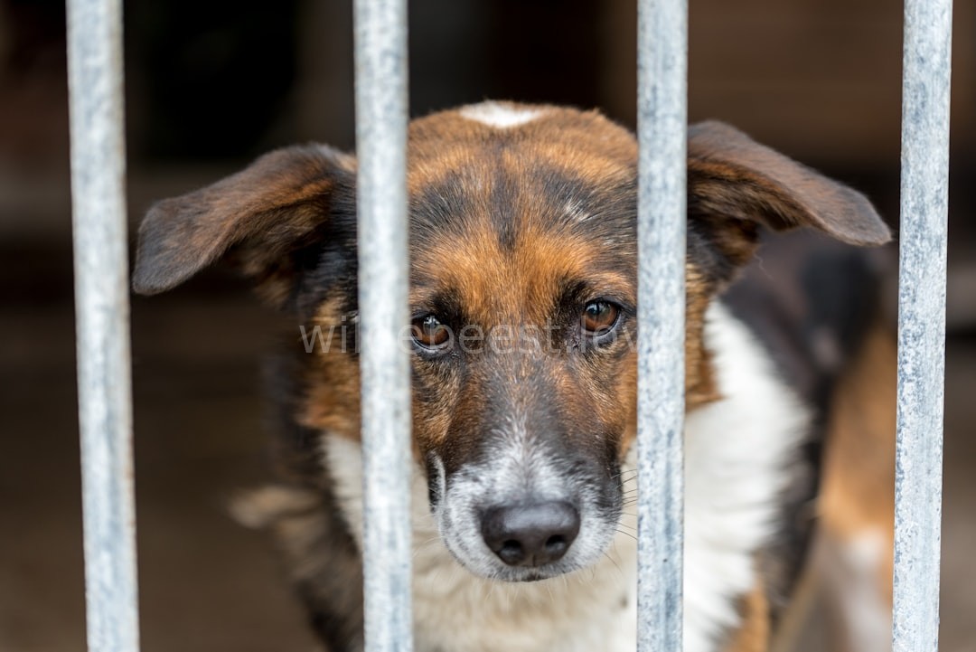 Rescue