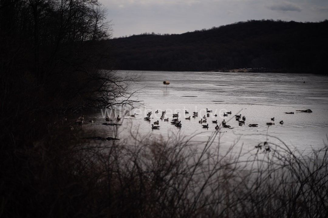 Herd