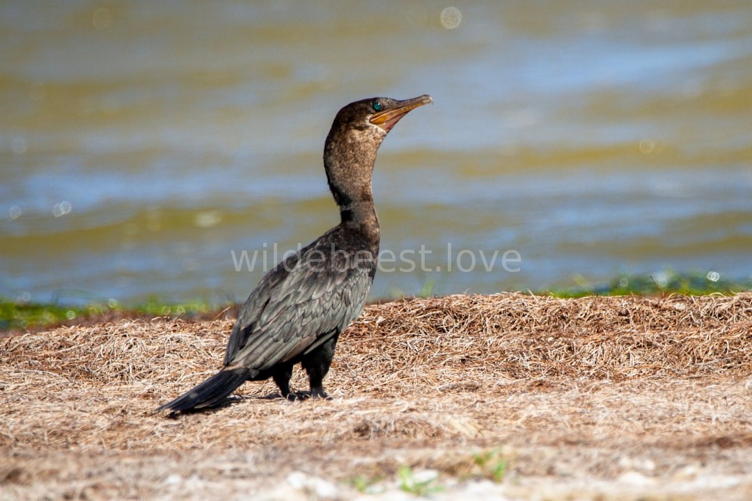 Wildlife landscape