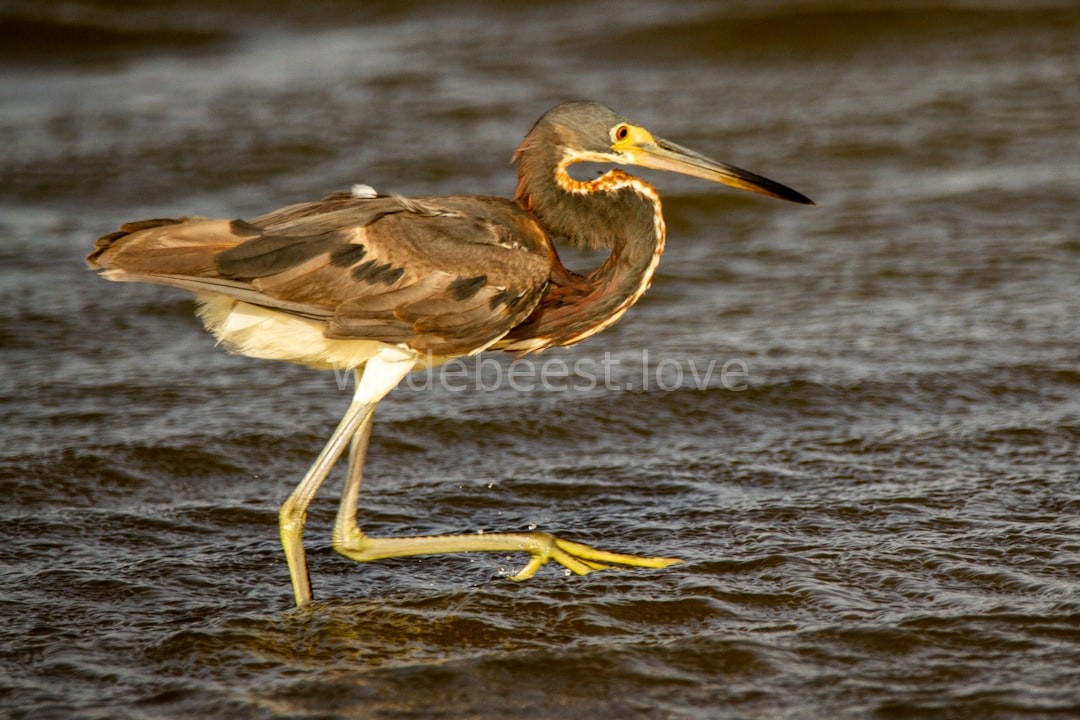 Wildlife