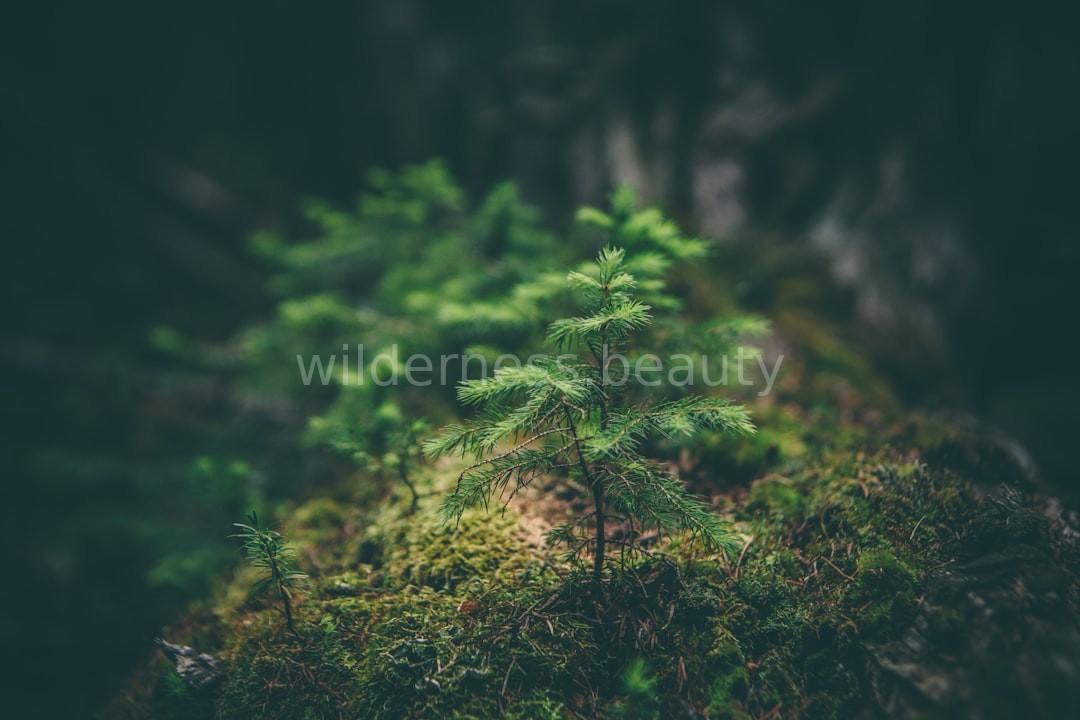 Lush Greenery