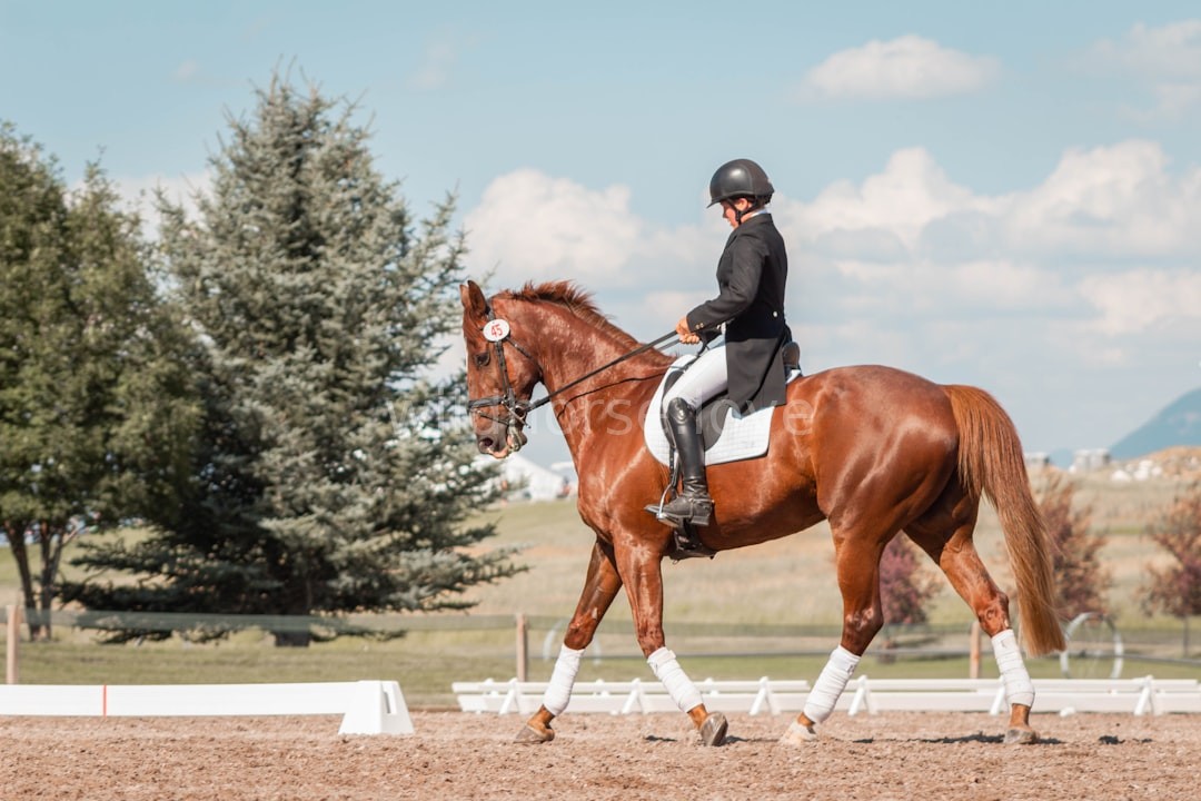 Equine Bodywork