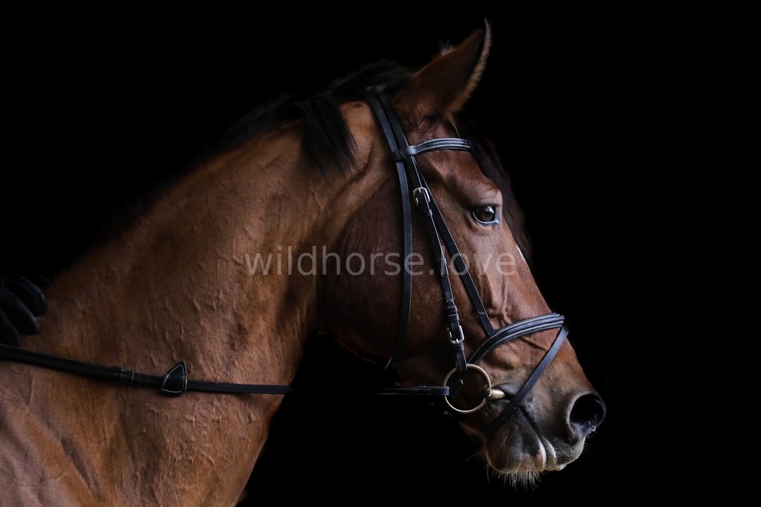 Equestrian Connection