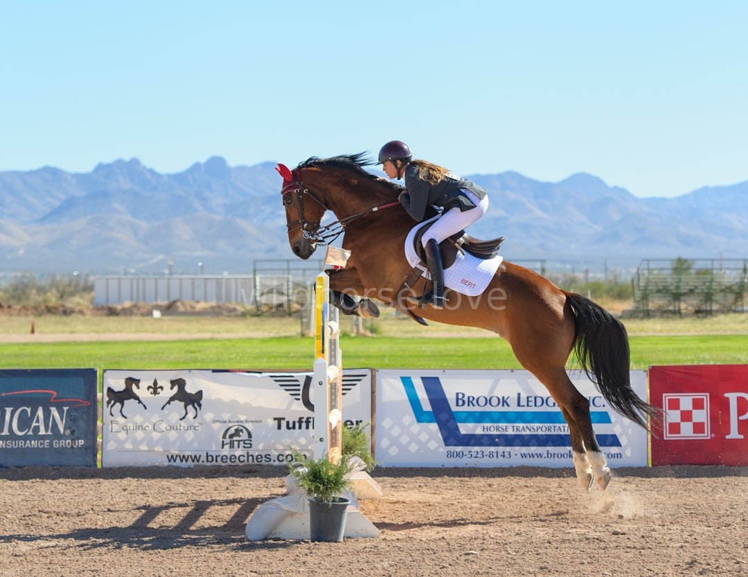 Beautiful Horse