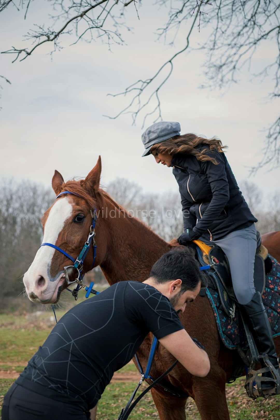 Horse in meadow