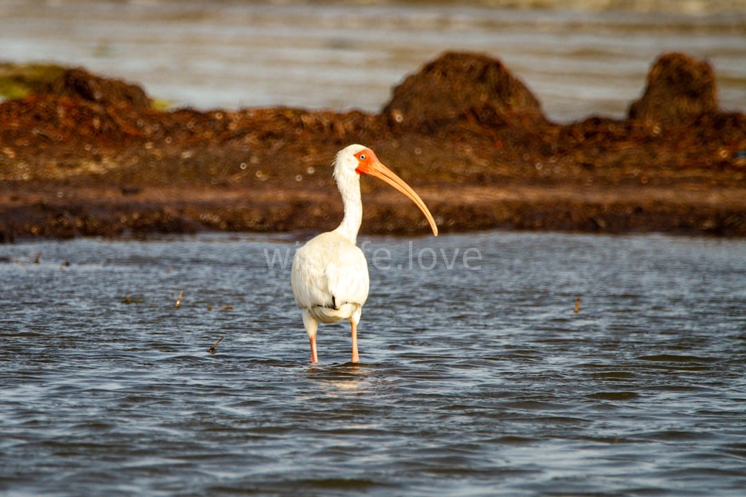 Wildlife 3