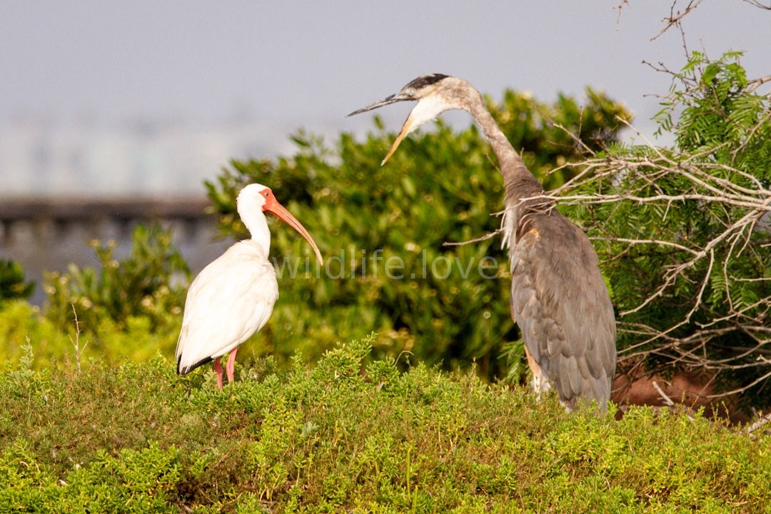 Wildlife 1
