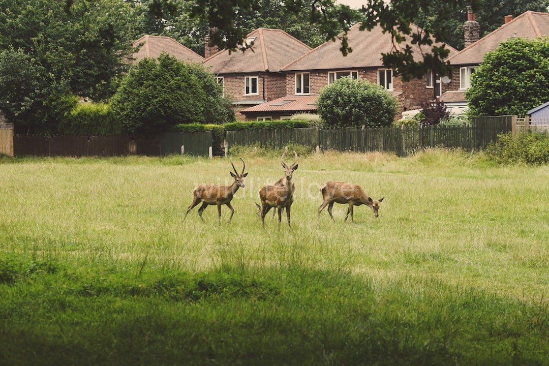 Wildlife Moment 2
