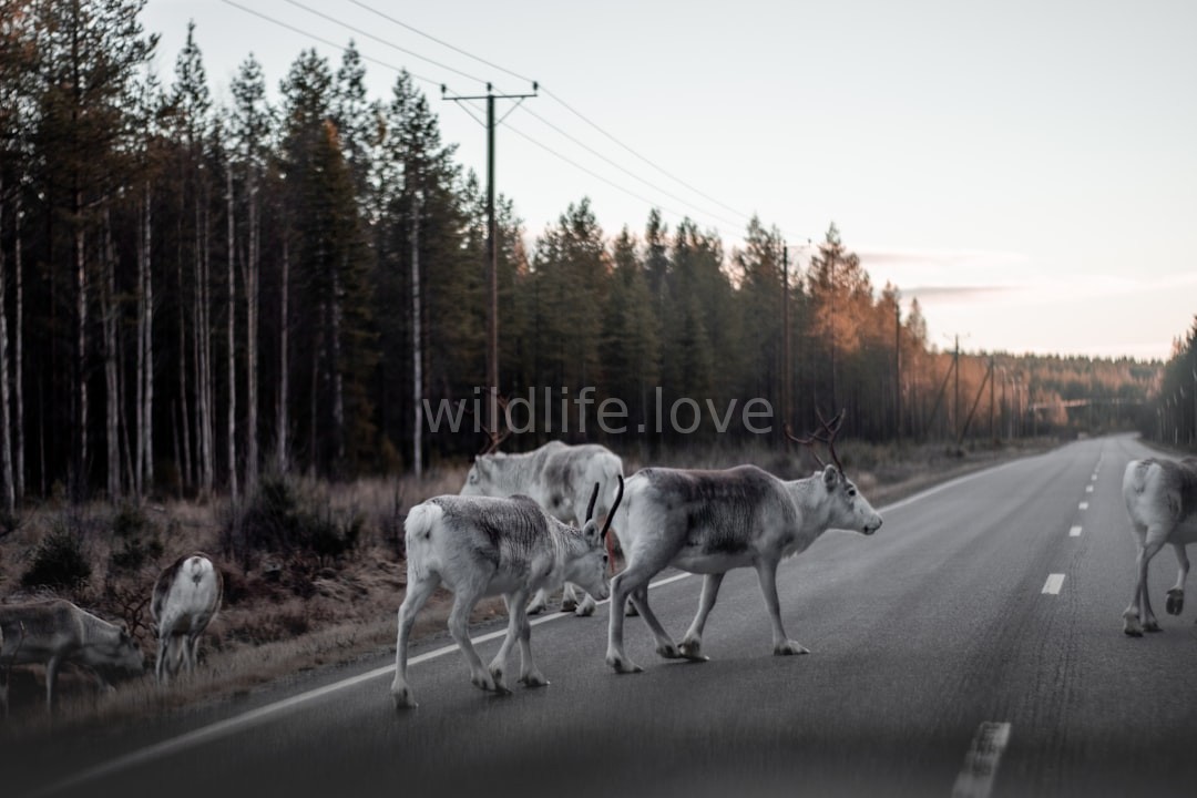 Wildlife Sanctuary