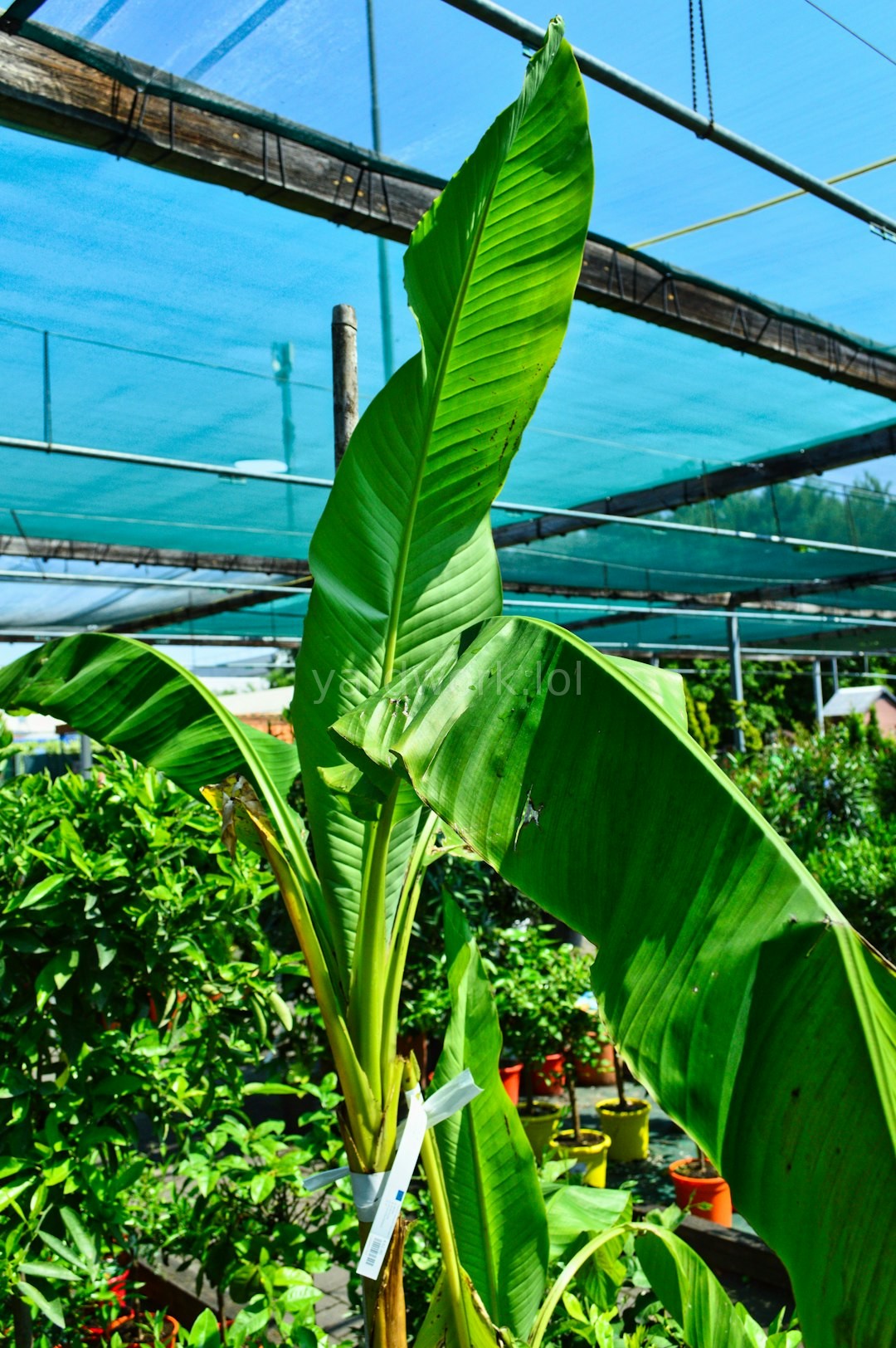 Garden Background