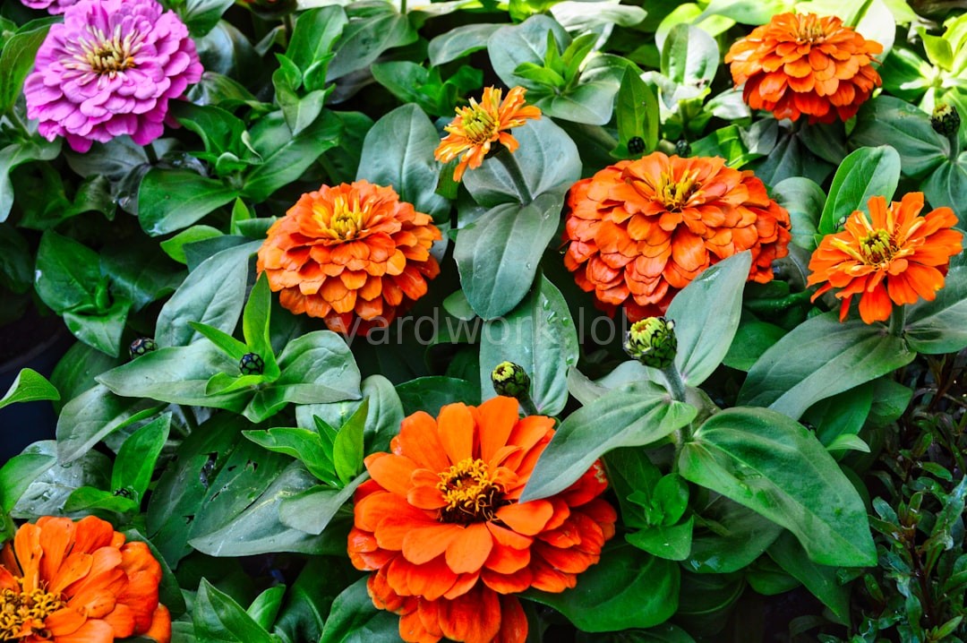 Garden care