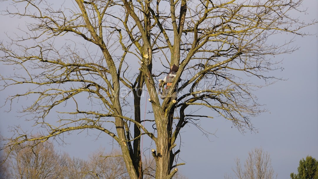 Tree Pruning