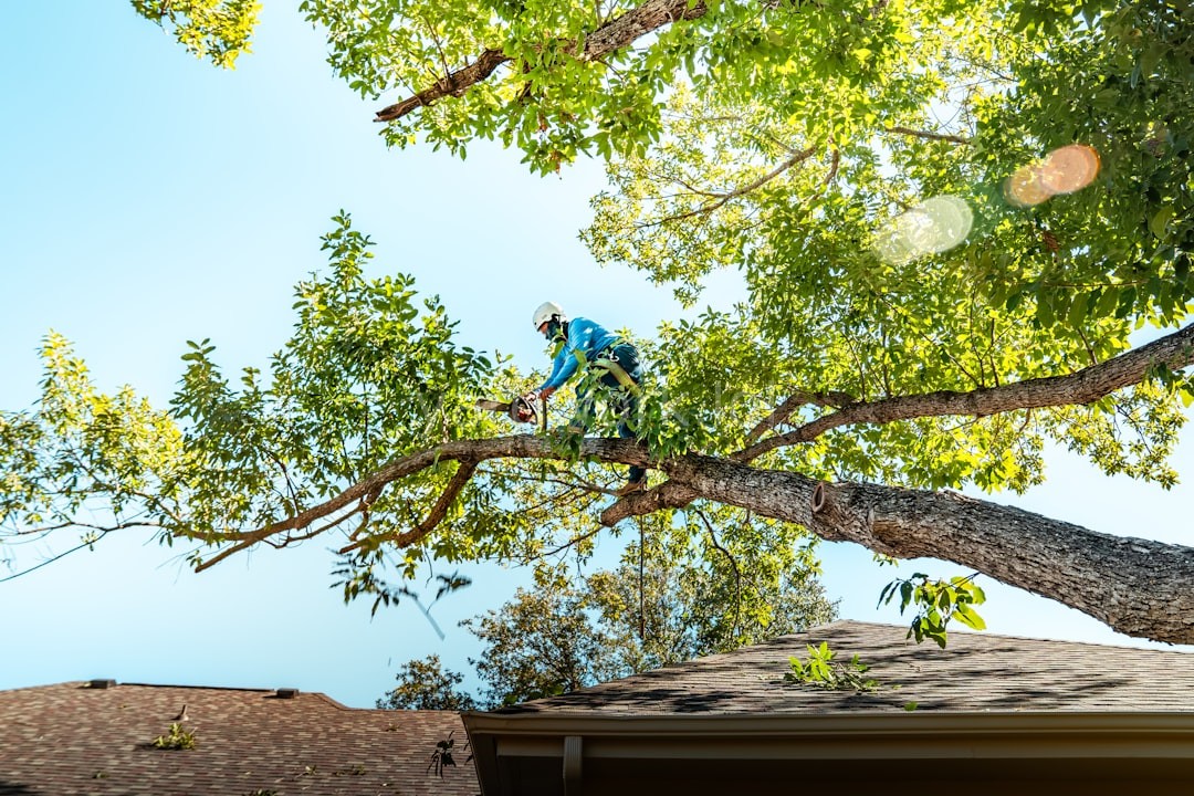 Majestic Tree Canopy